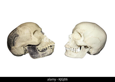 Comparison Piltdown Man vs Modern Human Skull Side View Stock Photo