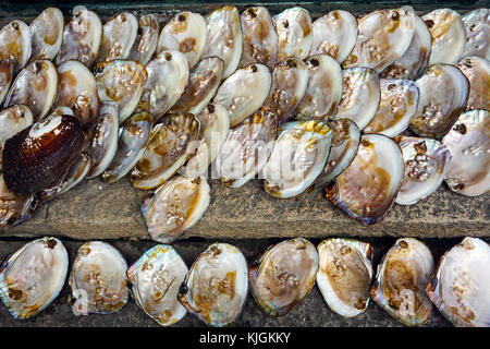 pearls in clam shell