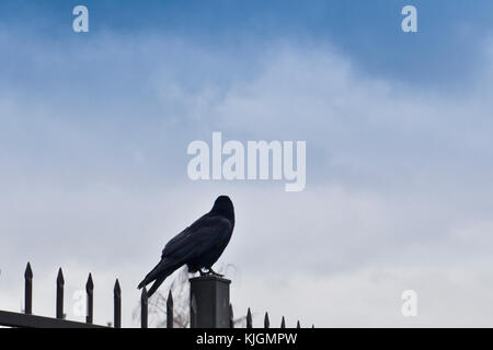 crow sitting on a fence, looking away Stock Photo