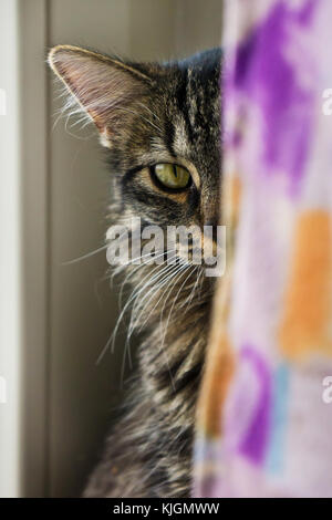 crossbreed cat partially hidden behind a curtain Stock Photo