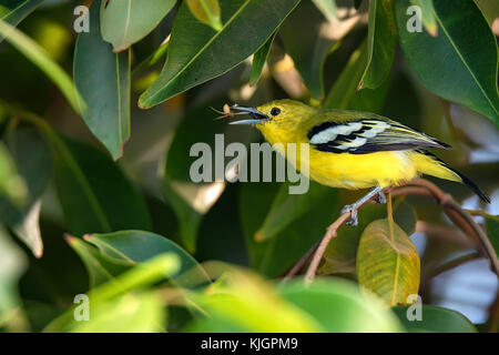 Beautiful common iora or Aegithina tiphia Stock Photo