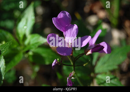 Cardamine Dentaria quinquefolia in beech forest in Crimean mountain. Springtime ephemeroids. Subanki five-leaves flowers plant. Stock Photo