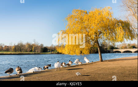 Hyde Park, London, UK. 23rd November, 2017. Ducks on the edge of Serpentine Lake in Hyde Park, London Stock Photo