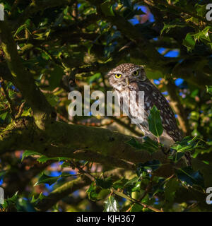 UK wildlife: Burley Woodhead, W Yorks, UK. 24th November 2017. Little owl perches in the sunshine, warming up after the sharp overnight frost across Yorkshire, Rebecca Cole/Alamy Live News Stock Photo