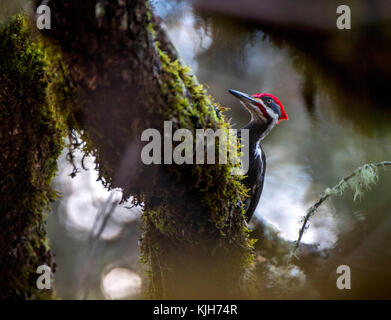 Elkton, OREGON, USA. 24th Nov, 2017. A pileated woodpecker forages for insects under the bark of a dead oak tree on a forested hillside near Elkton in rural western Oregon. It is the second-largest woodpecker in the United States, after the critically endangered and possibly extinct, ivory-billed woodpecker. Credit: Robin Loznak/ZUMA Wire/Alamy Live News Stock Photo