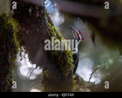 Elkton, OREGON, USA. 24th Nov, 2017. A pileated woodpecker forages for insects under the bark of a dead oak tree on a forested hillside near Elkton in rural western Oregon. It is the second-largest woodpecker in the United States, after the critically endangered and possibly extinct, ivory-billed woodpecker. Credit: Robin Loznak/ZUMA Wire/Alamy Live News Stock Photo