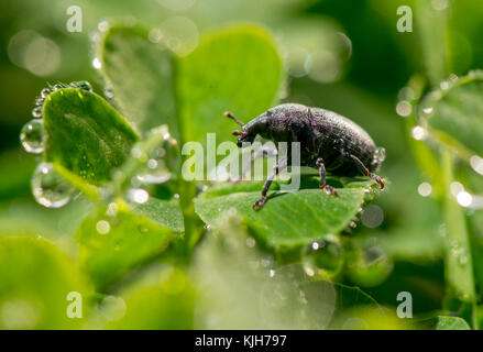 Elkton, OREGON, USA. 24th Nov, 2017. A small beetle warms in the morning sun on a dew covered clover glowing in a pasture on a farm near Elkton in rural western Oregon. Credit: Robin Loznak/ZUMA Wire/Alamy Live News Stock Photo