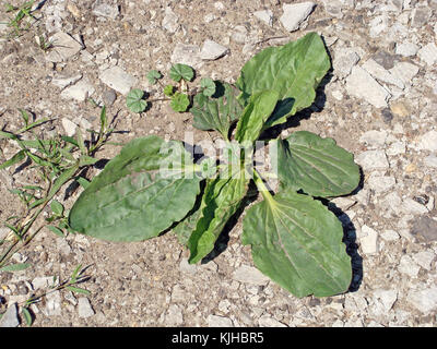 Greater plantain plant grows on asbestos construction debris close up Stock Photo