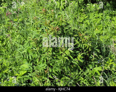 Filipendula ulmaria, commonly known as meadowsweet or mead wort is a perennial herb that grows in damp meadows. Stock Photo