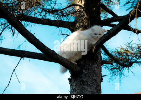 white cat on a tree scared Stock Photo