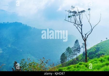 The old eucalyptus tree on the foggy slope of Little Adam's Peak in Ella, Sri Lanka. Stock Photo