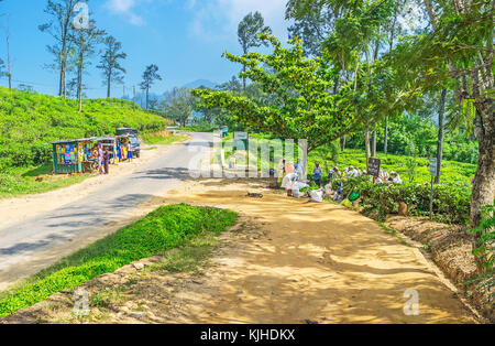 ELLA, SRI LANKA - DECEMBER 1, 2016: The walk along the tea plantations of the mountain resort with a view on group of tea pickers, came to weigh and p Stock Photo