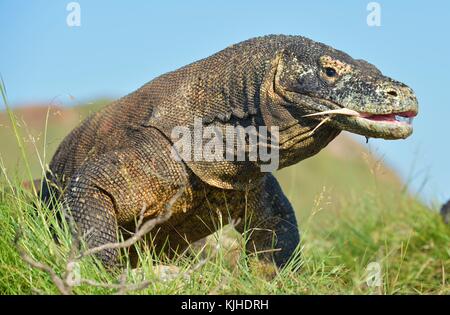 Komodo dragon with the forked tongue sniff air. Close up portrait. The ...