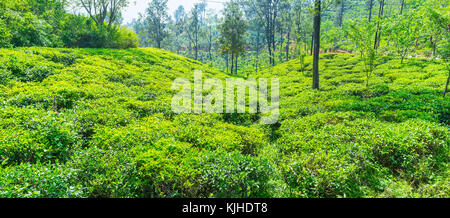 The green acres of tea shrubs in highlands of Sri Lanka, Ella. Stock Photo