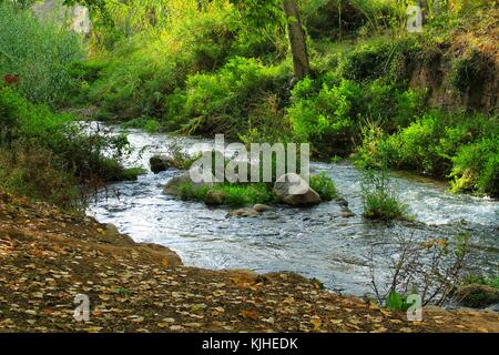 Leafy forest by the river Stock Photo