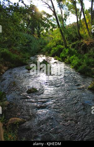 Leafy forest by the river Stock Photo