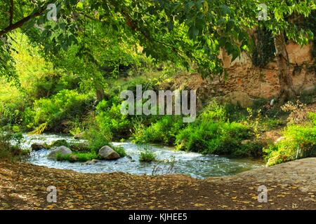 Leafy forest by the river Stock Photo