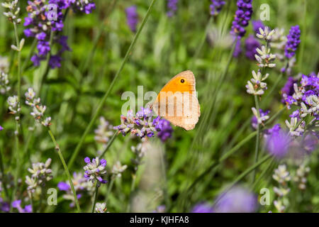 Gatekeeper butterfly on lavender growing at Pickstock, near Newport, Shropshire. Stock Photo