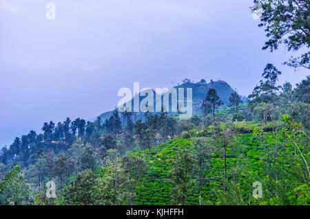 The foggy evening in mountains of Sri Lanka, the Little Adam's Peak is seen behind the tea plantations of Ella. Stock Photo