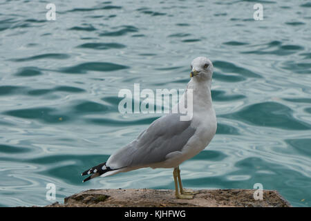 close-up profile view gray and white seagull with black and white patterned tail feathers,  perched on rock with blue-green water in background Stock Photo