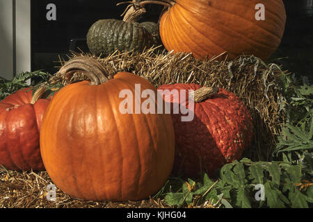 an outdoor autumn display of orange and green pumpkins on hay with leaves Stock Photo