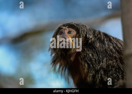 White Faced Saki Stock Photo