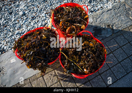 Tubs of fresh Seaweed  collected off the beach to be used as an over-winter mulch and soil improver conditioner on an organic allotment garden UK Stock Photo