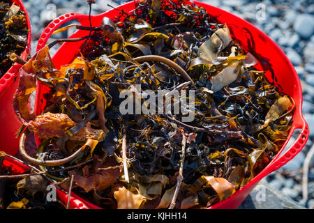 Tubs of fresh Seaweed  collected off the beach to be used as an over-winter mulch and soil improver conditioner on an organic allotment garden UK Stock Photo