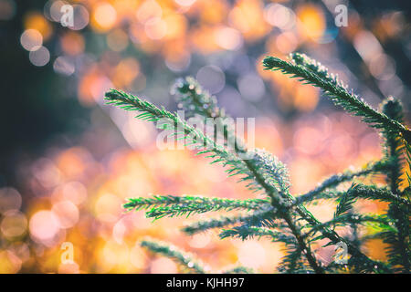 Branches of pine tree against blurred, shiny, golden background. Stock Photo