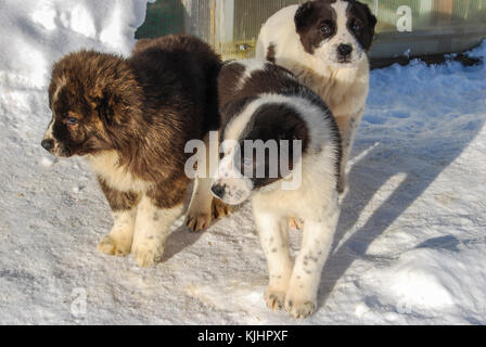 Three small puppies of the Central Asian Sheepdog in winter on snow Stock Photo