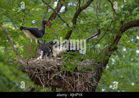 Black Stork / Storks (Ciconia nigra) at their nesting site, adult feeding its chicks, high up in a huge old beech tree, hidden, secretive,  Europe. Stock Photo
