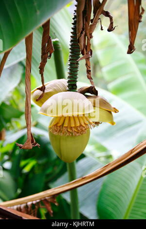 Banane Pflanze, mit Bananenblättern und  Blüte Stock Photo