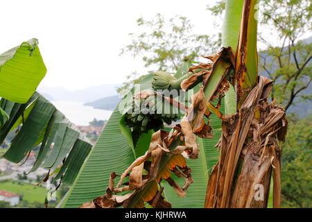 Banane Pflanze, mit Bananenblättern und  Blüte Stock Photo