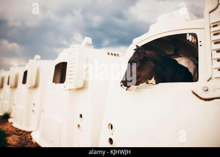 Baby cow standing in a calf hutch Stock Photo