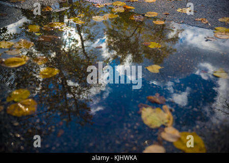 Trees and clouds reflected in a puddle of leaves, Vilsonovo Park, Sarajevo, Bosnia Stock Photo