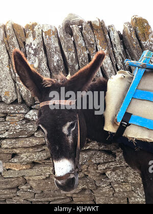 Close-up portrait of a donkey standing by a wall Stock Photo