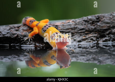 Portrait of a leopard gecko by water