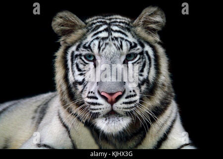 Portrait of a white tiger Stock Photo