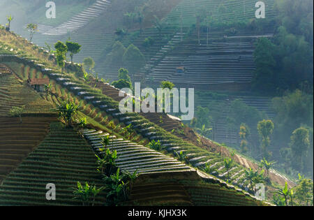 Terraced shallot fields, Argapura, Majalengka, west Java, Indonesia Stock Photo