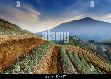 Terraced shallot fields, Argapura, Majalengka, west Java, Indonesia Stock Photo