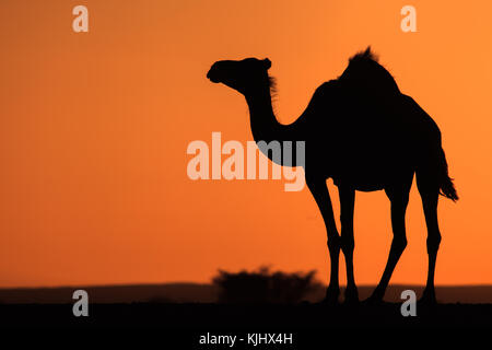Silhouette of a camel, Saud Arabia Stock Photo
