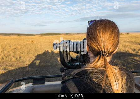 Courageous girl taking pictures of pride of lions eating wildebeest while on safari game drive with big camera, gimbal head, long lens, October 2017,  Stock Photo