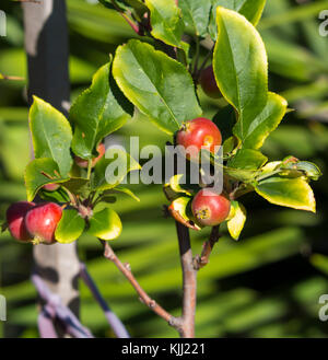 Malus  a genus of 30 to 55 species of small deciduous apple trees or shrubs in the family Rosaceae,  wild crabapple being a  tree  with red fruit. Stock Photo