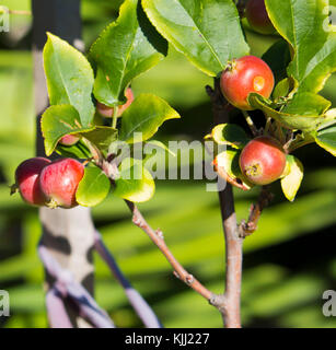 Malus  a genus of 30 to 55 species of small deciduous apple trees or shrubs in the family Rosaceae,  wild crabapple being a  tree  with red fruit. Stock Photo