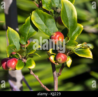 Malus  a genus of 30 to 55 species of small deciduous apple trees or shrubs in the family Rosaceae,  wild crabapple being a  tree  with red fruit. Stock Photo