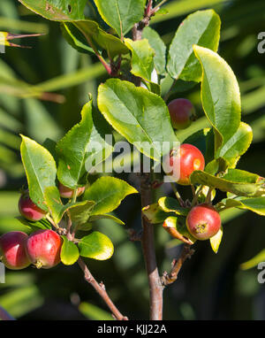 Malus  a genus of 30 to 55 species of small deciduous apple trees or shrubs in the family Rosaceae,  wild crabapple being a  tree  with red fruit. Stock Photo