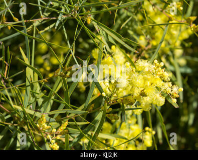 Fragrant  yellow West Australian wattle acacia species  blooming in spring in Big Swamp, Bunbury, Western Australia  adds  sweet fragrance. Stock Photo