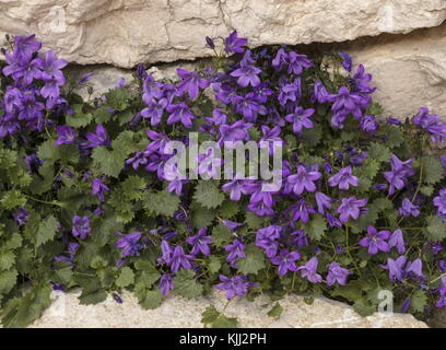 Dalmatian bellflower, Campanula portenschlagiana, in flower on garden wall, Provence. Stock Photo