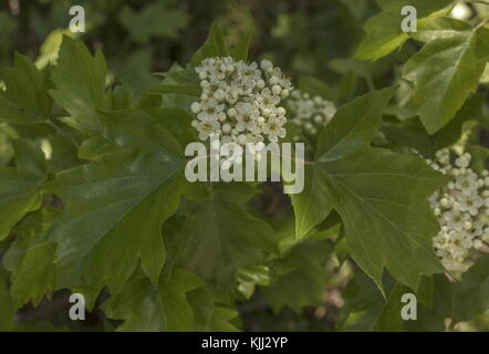 Wild service tree, Sorbus torminalis, in flower, with young leaves. Rare in UK. Stock Photo