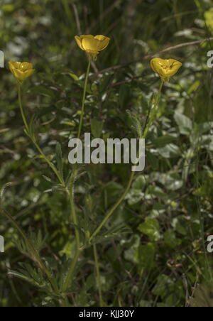 Bulbous Buttercup, Ranunculus bulbosus, in flower, showing downturned sepals. Stock Photo
